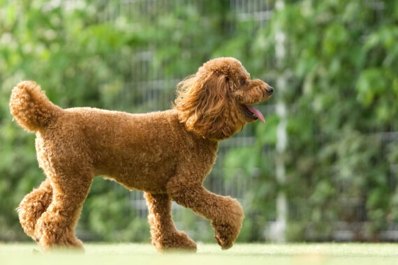 【平均月商120万円／定期便登録270件超】ペット用品リピート型Amazon事業（健全アカウント保証付き）